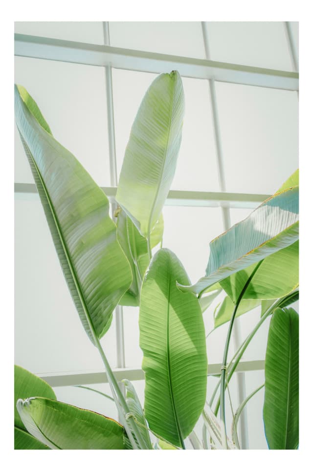 板橋区立 熱帯環境植物館