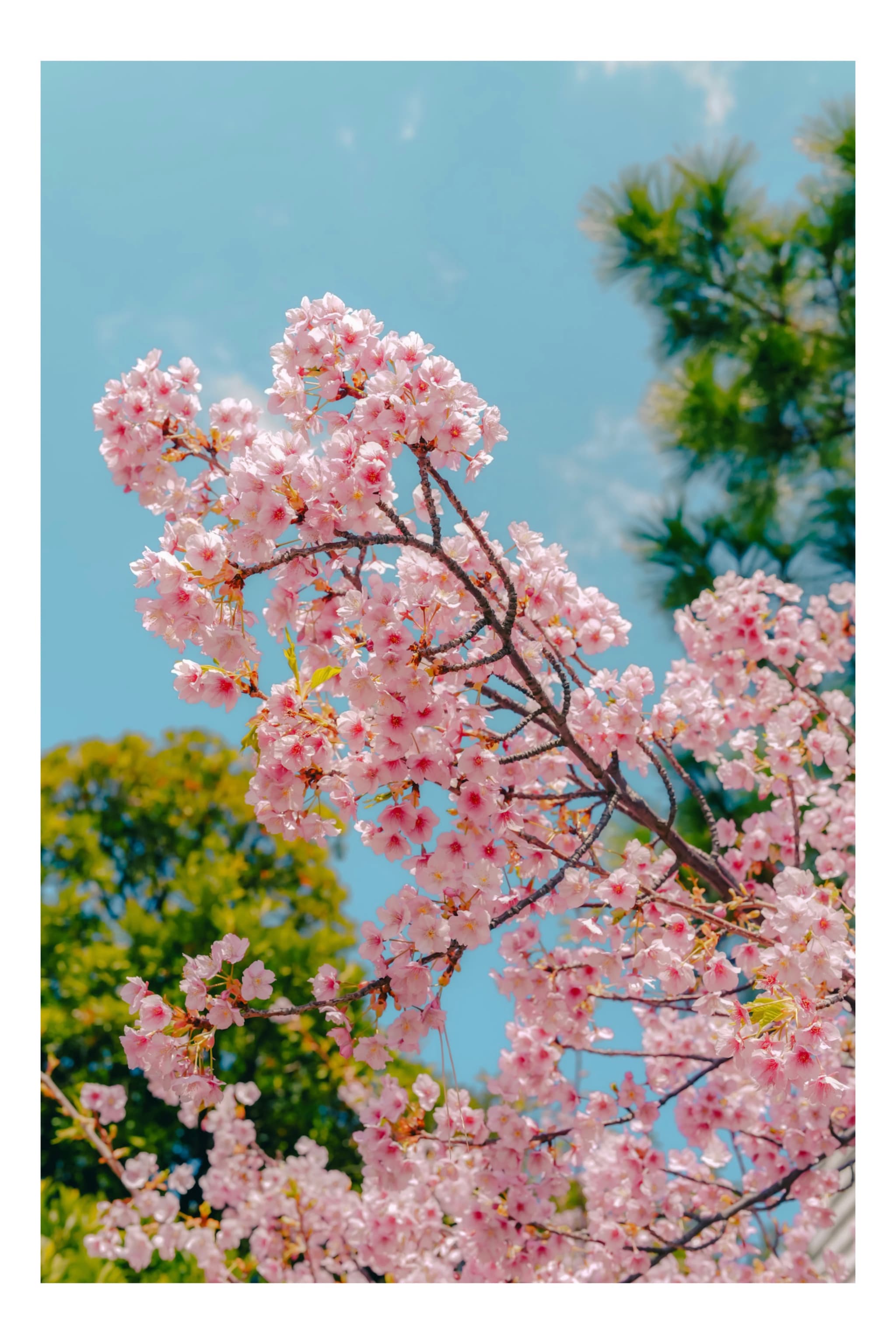 御台場海濱公園