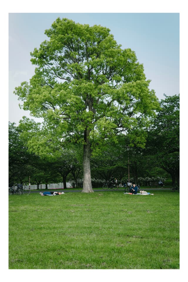 大島小松川公園