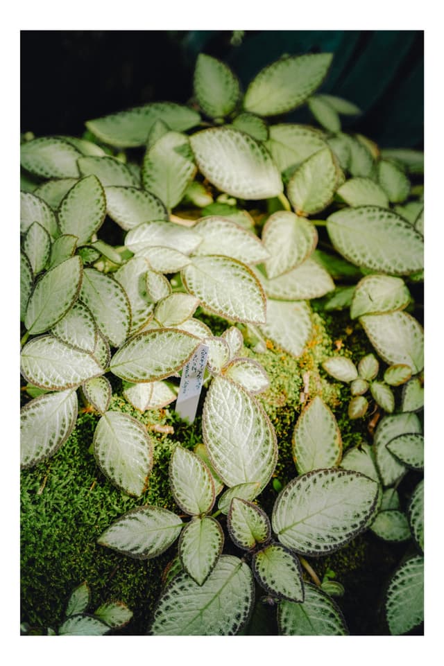 板橋区立 熱帯環境植物館