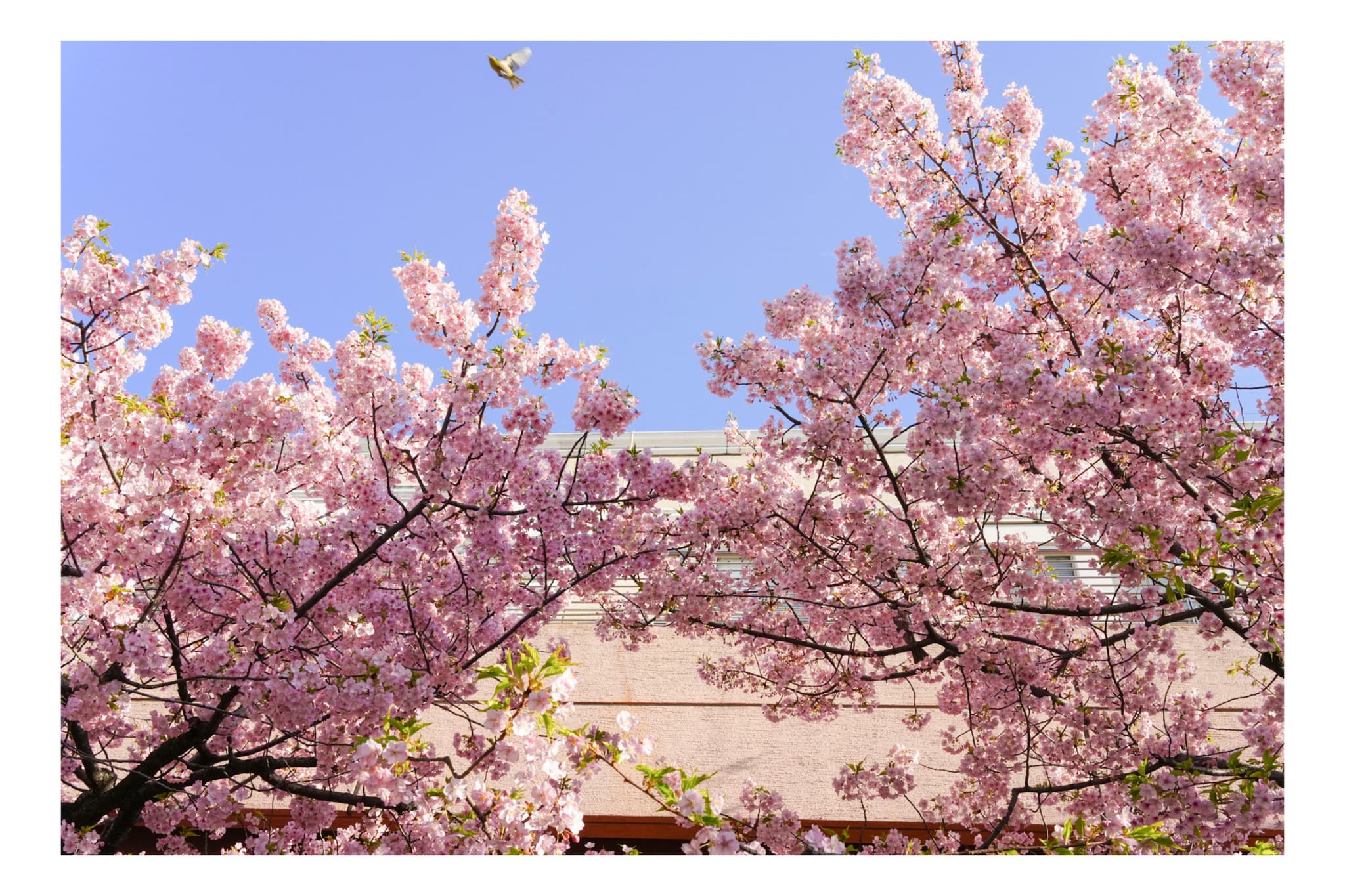 御台場海濱公園