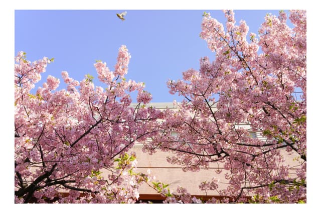 御台場海濱公園