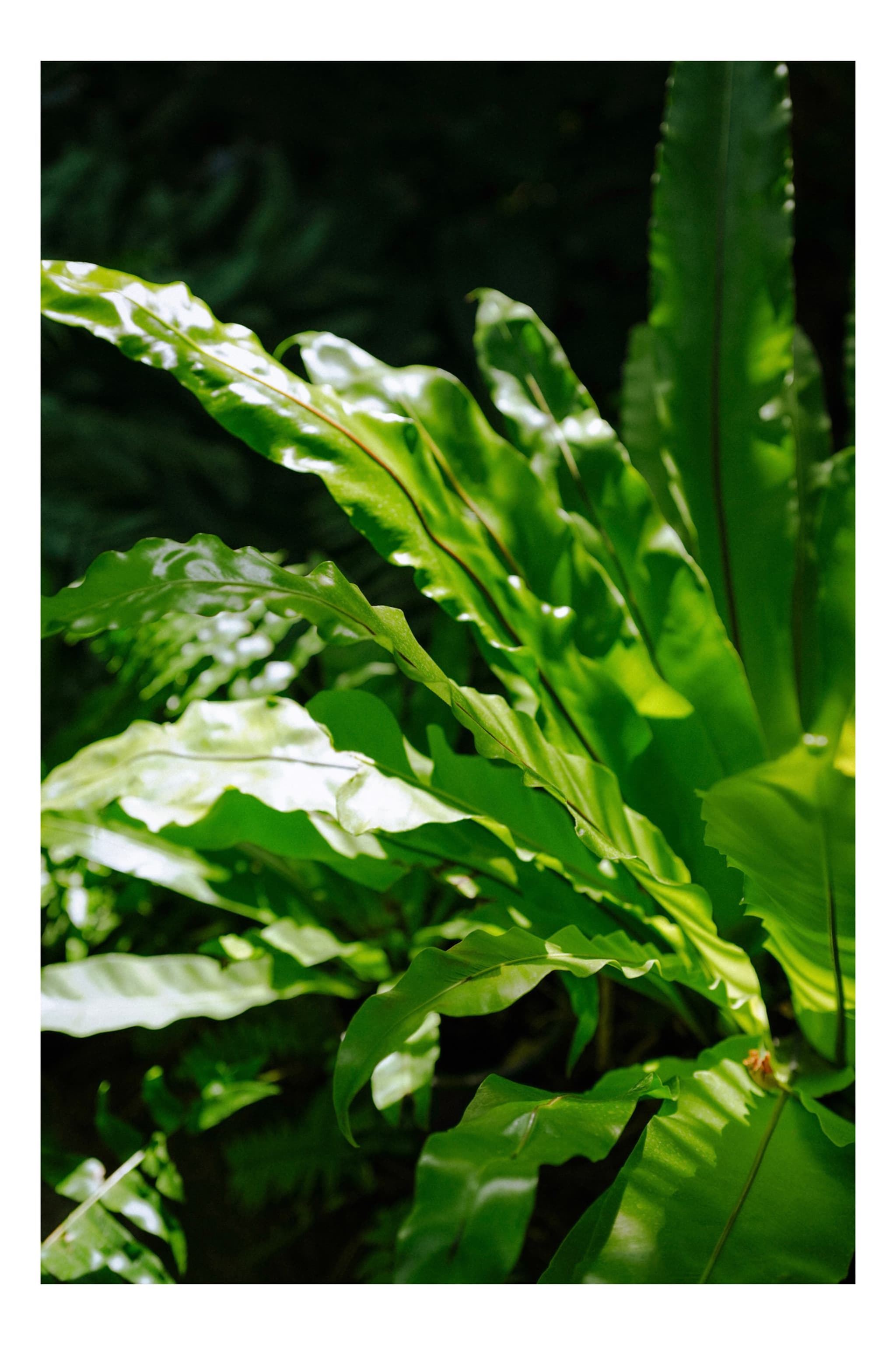板橋区立 熱帯環境植物館