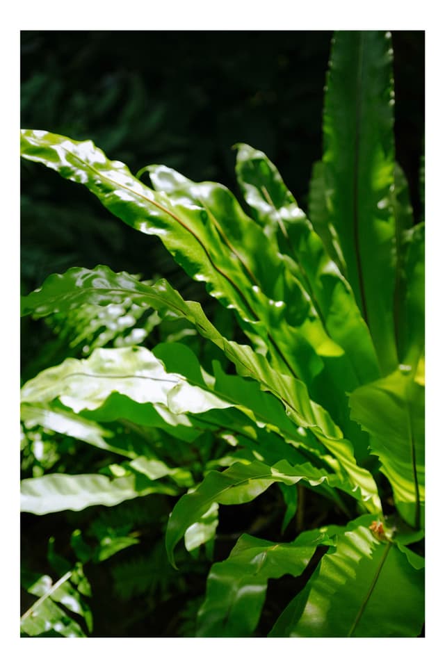 板橋区立 熱帯環境植物館