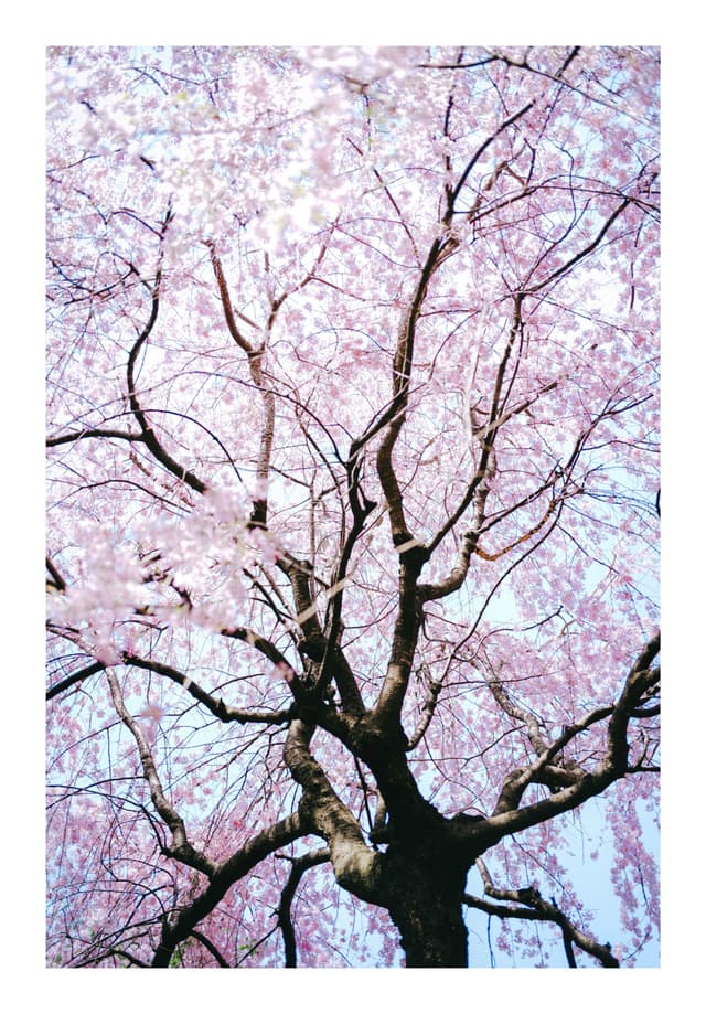 東京都庭園美術館の近く