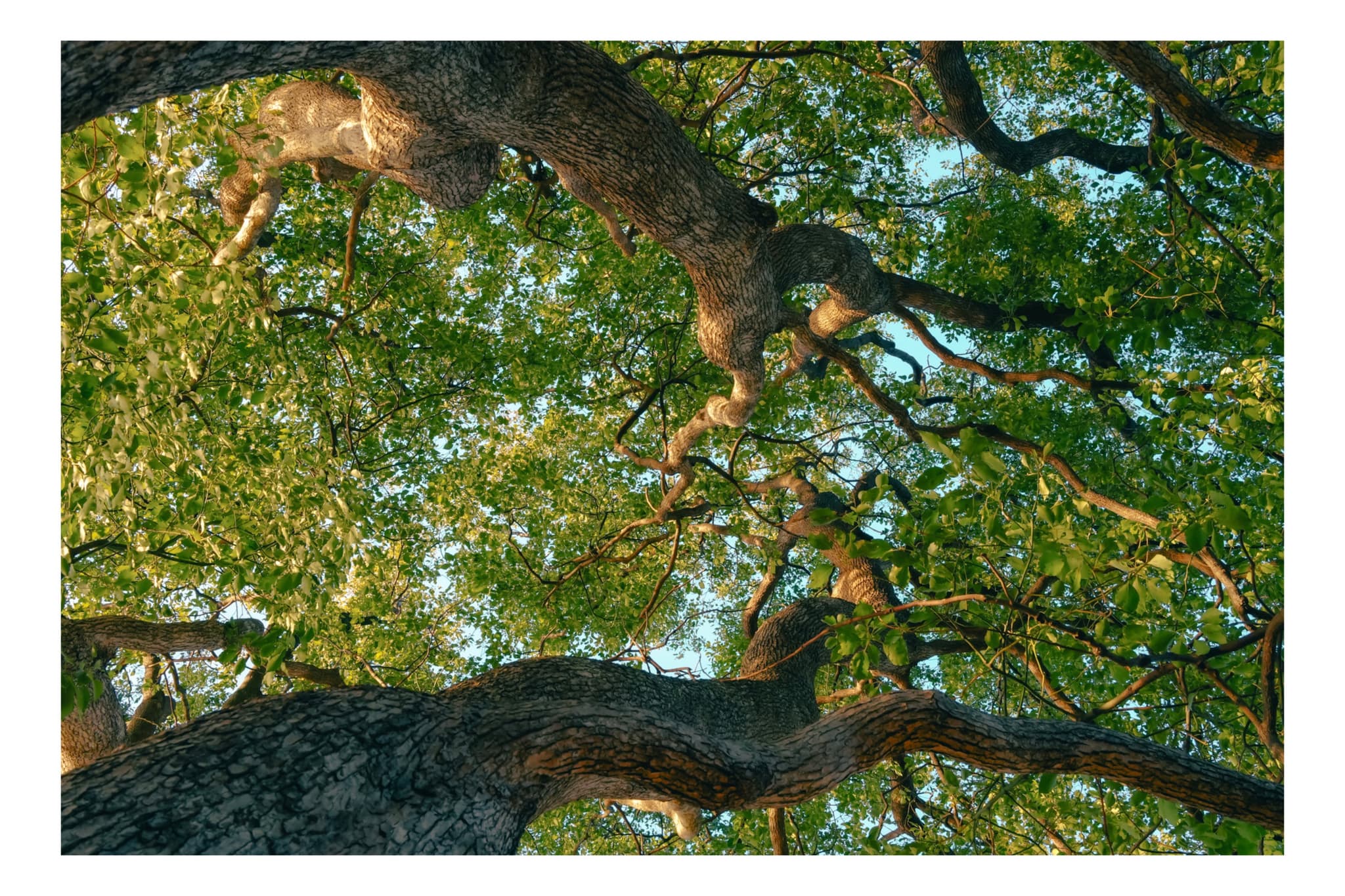 御台場海濱公園